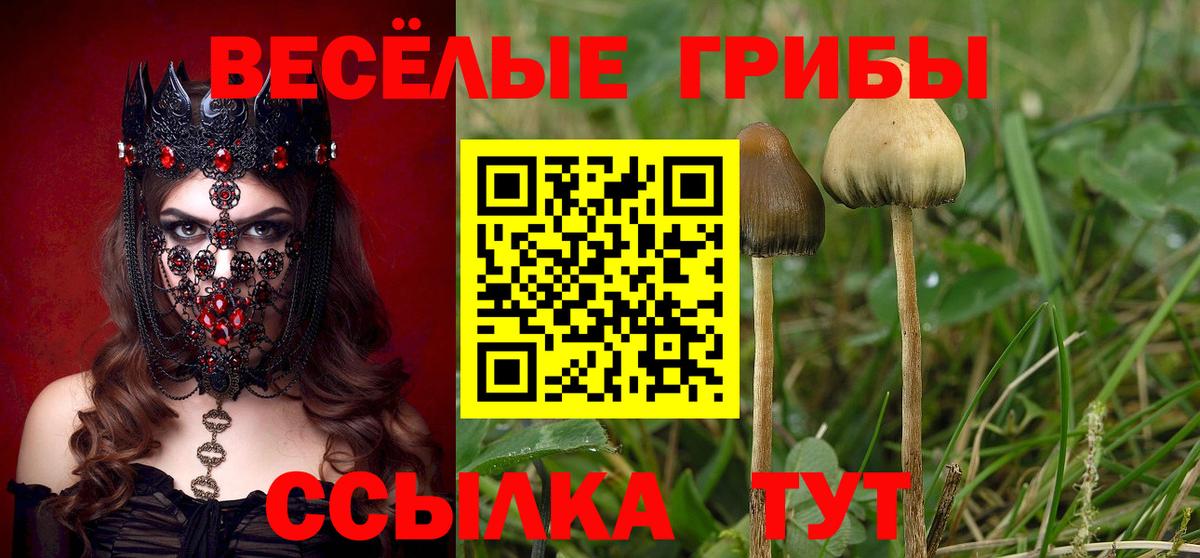 Галлюциногенные грибы Psilocybe  Вход с VPN  Балашов 